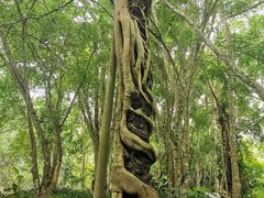 -中国科学院西双版纳热带植物园