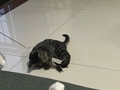 -瑞鹏宠物医院·骨科·猫科·内科(第一中心)