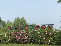 -上海长兴岛郊野公园