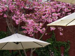 -吉曲花园餐厅