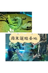 点击看大图 -七巧国萌宠乐园(龙湖天街店)
