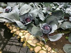 -上海多利农业发展有限公司