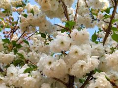 -天适樱花悠乐园