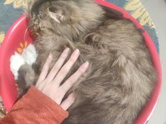 -平行世界·猫咖(首经贸店)