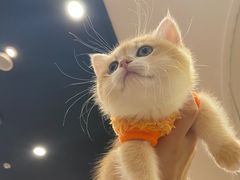 -袖虎·猫馆(体育西路店)