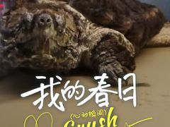 -上海大自然野生昆虫馆(东方明珠·爬宠昆虫探索中心)
