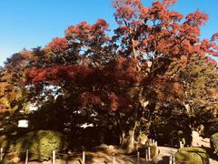 -名古屋城