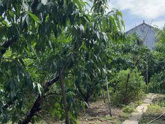 -老袁家蜜桃农场·阳山水蜜桃