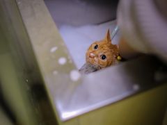 -1013 PET SHOP精品宠物商店(丁香店)