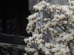 -耦园
