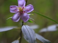 -中国科学院华南植物园