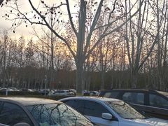 -合肥滨湖国家森林公园