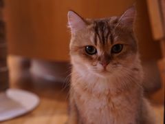 -滚猫咖啡·猫咖·猫友好撸猫(未来城店)