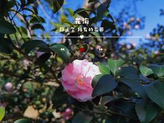 -广州市帽峰山景区