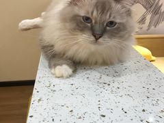 -滚猫咖啡·猫咖·猫友好撸猫(未来城店)
