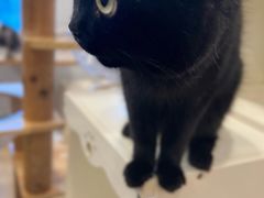 -有喵·猫咖·狗咖·30几只猫10只小狗(岗厦店)
