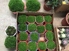 花草-顺鑫石门市场