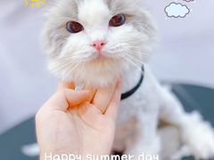 -佐罗家宠物馆·猫文化馆(紫霞路店)