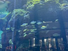 -OPEN開全日自助餐厅·牛肉火锅·海鲜(佛山希尔顿酒店)