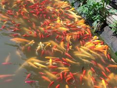 -武汉紫薇都市田园