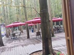 -东平国家森林公园