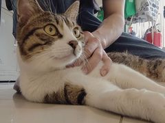 -平行世界·猫咖(首经贸店)