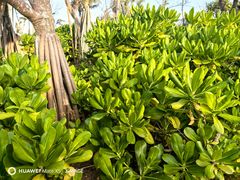 -海口绿发希尔顿酒店-田园汇自助餐·三文鱼·海鲜