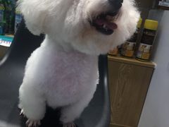 -帕帕拉兹宠物(亚洲旗舰店)