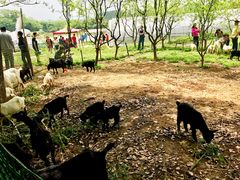 -武汉开心果园农业发展有限公司