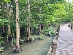 -桤木河湿地公园