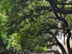 -荔湾湖公园