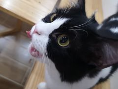 -李小姐の猫咖啡馆(五角场店)