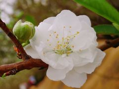 -南国桃园旅游度假区