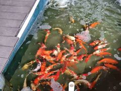 -鲤鱼塘农家山庄