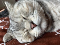 -纳吉亚猫专科动物医院·北北分院