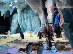 -帝企鹅自助餐厅•儿童岛•真企鹅(长隆企鹅酒店)