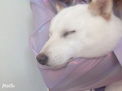 -柴犬小屋·柴餐厅·狗咖食堂(金鼎广场店)