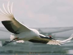 -盐城丹顶鹤湿地生态旅游区