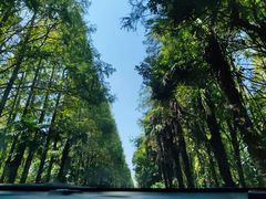 -上海海湾国家森林公园