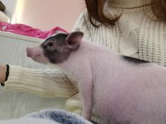 -浣熊柯尔鸭土拨鼠·电玩咖