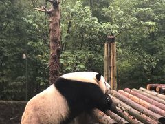 -都江堰中华大熊猫苑