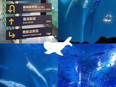 -海合安武汉极地海洋公园