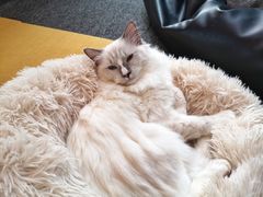 -米宠家·撸猫猫咖·专业洗猫·猫咪寄养(高新大都荟店)