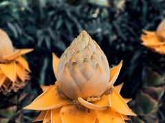 -中国科学院华南植物园