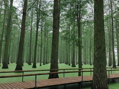-渌洋湖湿地公园