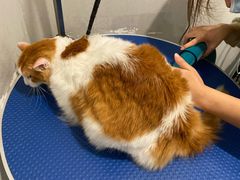 -袖虎·猫馆(体育西路店)