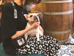 -more than meow吴止猫主题餐厅(承德 中船汇店)