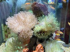 -太平洋海底世界