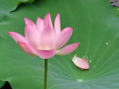 -荔湾湖公园