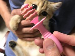-袖虎·猫馆(体育西路店)